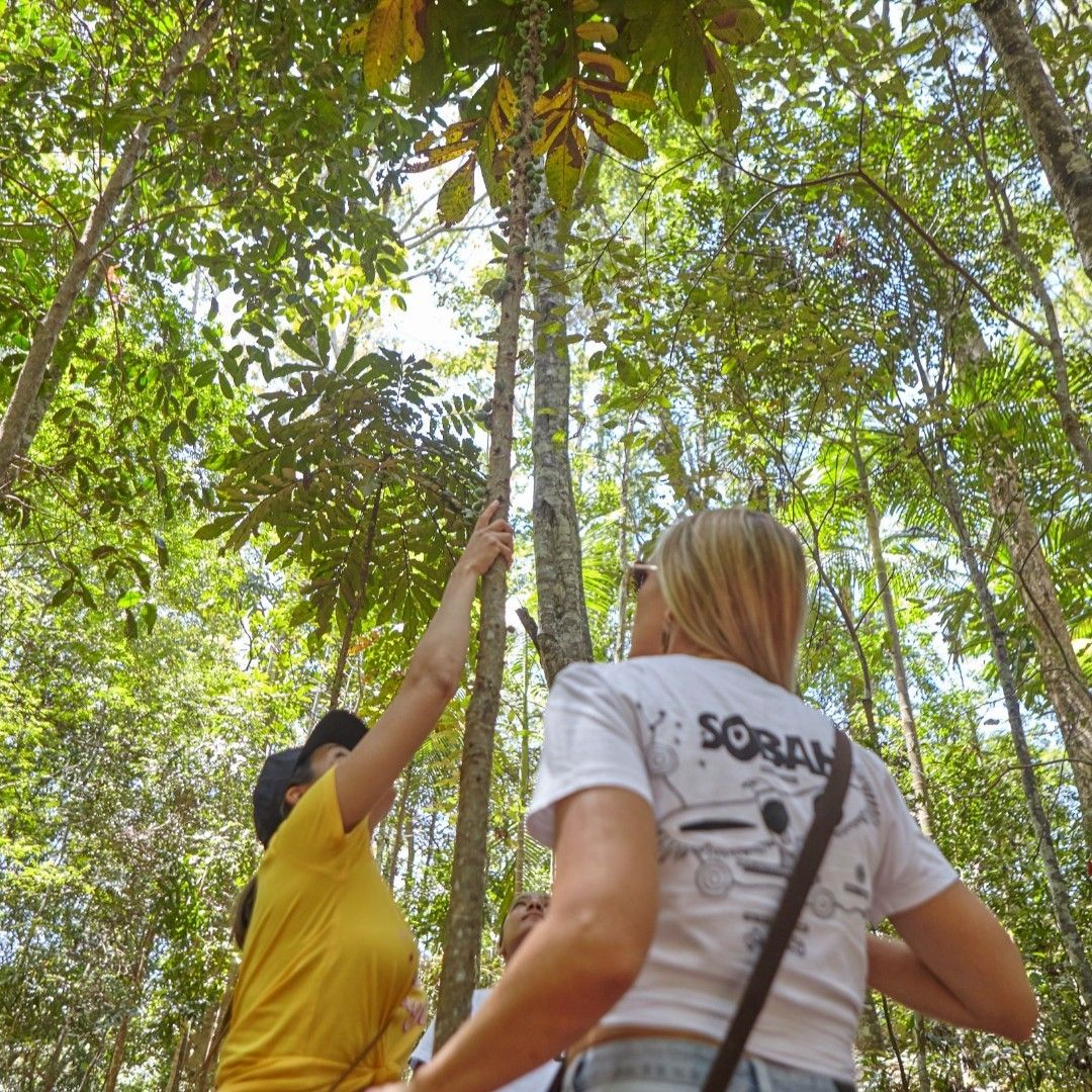 Two people looking up into a thick canopy of trees. 