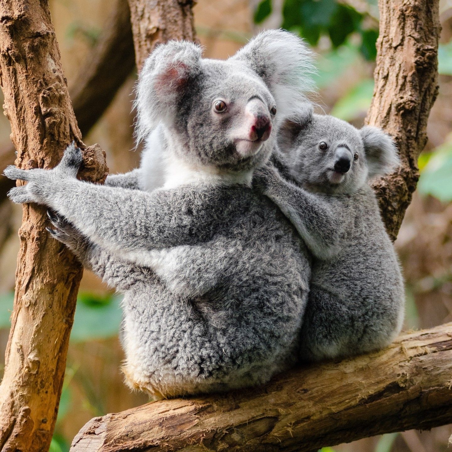 Two Koalas sitting on a brand in a tree.